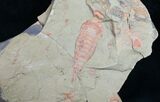 Fossil Aglaspid (Tremaglaspis) With Marrellomorph (Furca) #11061-3